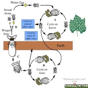 phylloxera_life_cycle