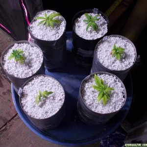 RootedClones