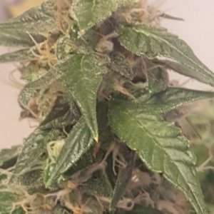 Jack Herer Auto- Flush?