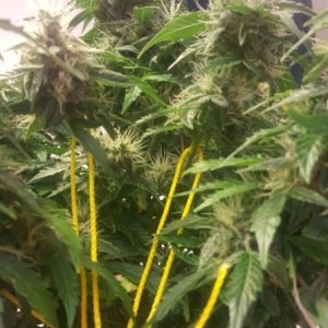 Jack Herer Auto- Flush?