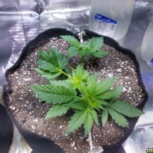 Its naturals auto grow