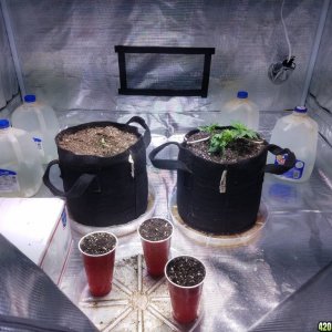 Its naturals auto grow