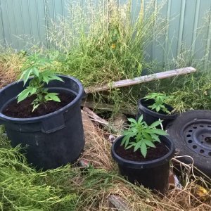 First outdoor grow