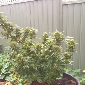 First outdoor grow south east Australia.