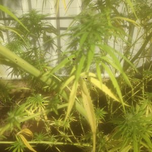 can an expert diagnose my unhappy plant