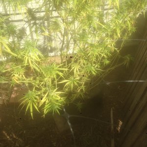 can an expert diagnose my unhappy plant