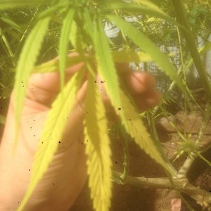 can an expert diagnose my unhappy plant