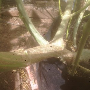 can an expert diagnose my unhappy plant