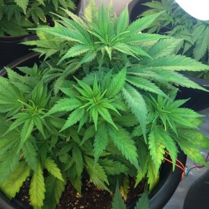 LSD plant ~ 7 - 8 weeks old