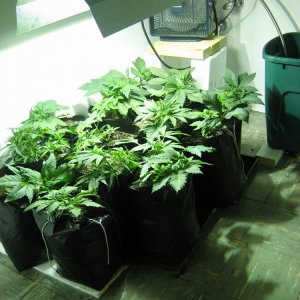 Grow room