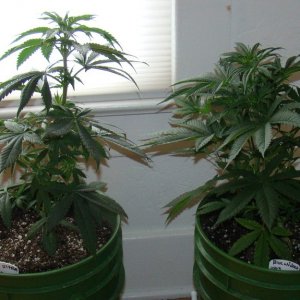 LA Ultra & Blue Widow