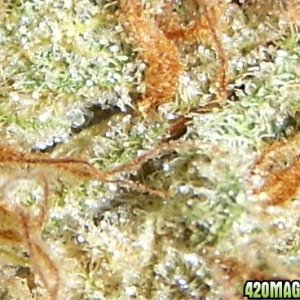 strawberry cough