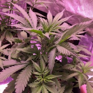 Crop king seeds white widow feminized auto flower