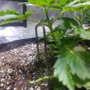 Auto Grow