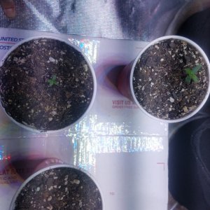 Auto Grow