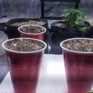 Auto Grow