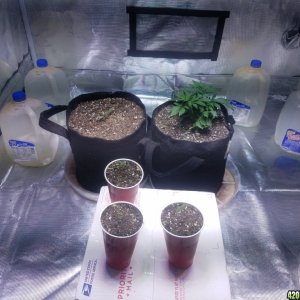 Auto Grow