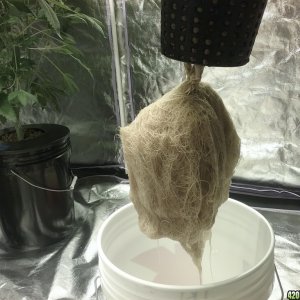 Roots Day 54 JK2