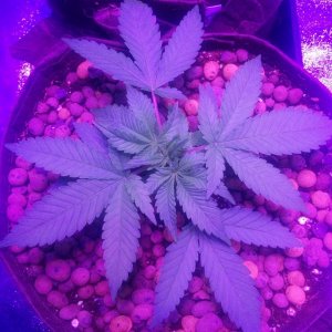 Crown Royale 2017 grow