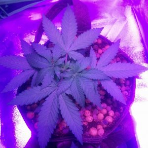 Crown Royale 2017 grow