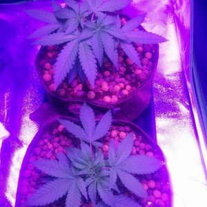 Crown Royale 2017 grow