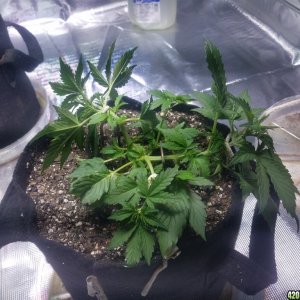 Auto Grow