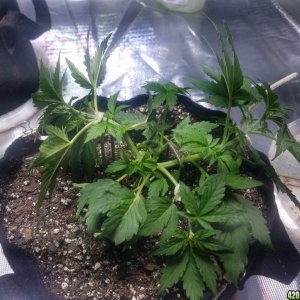 Auto Grow