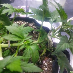 Auto Grow