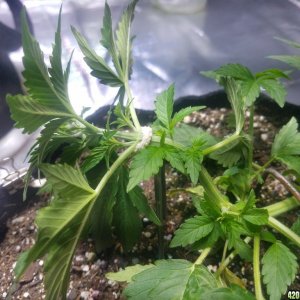 Auto Grow