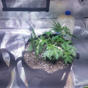 Auto Grow