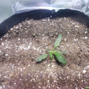 Auto Grow