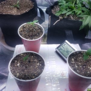 Auto Grow