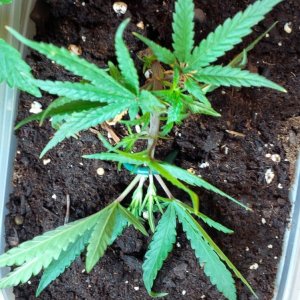 CBD Critical Mass clone bonsai