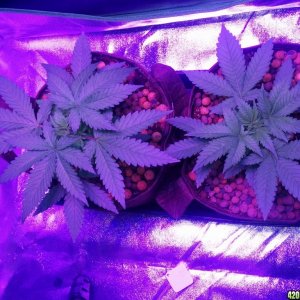 Crown Royale 2017 grow