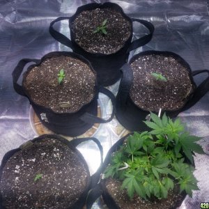 Auto Grow