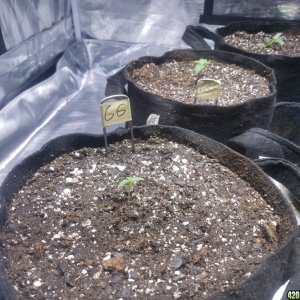 Auto Grow