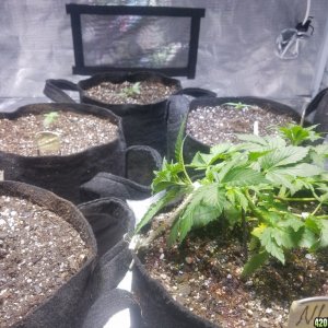 Auto Grow