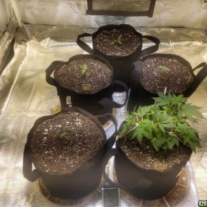 Auto Grow