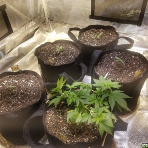 Auto Grow