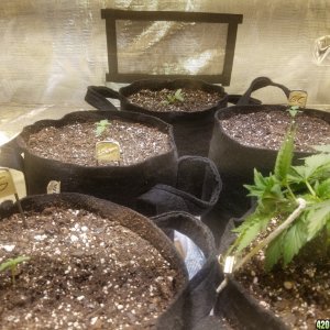 Auto Grow