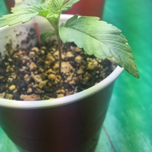 Tiny spots on seedling