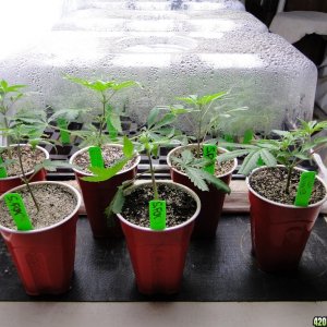 2017 Multi-Strain Indoor/Outdoor Grow-Veg./Cloning Room-4/12/17