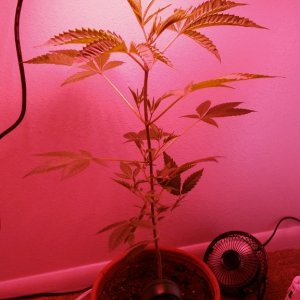 Closet Grow Special