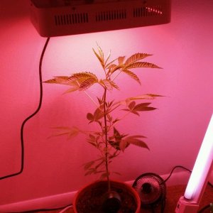 Closet Grow Special