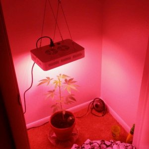 Closet Grow Special