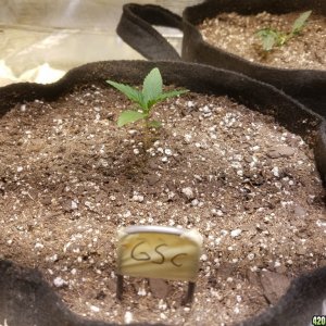 Auto Grow