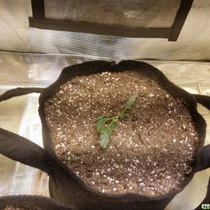 Auto Grow