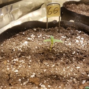 Auto Grow