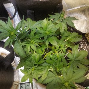 Auto Grow