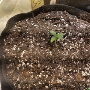 Auto Grow